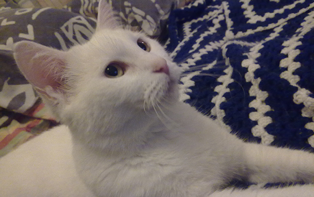 white cat on blanket